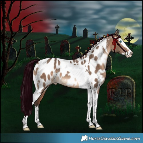 Horse Color:Brown Dun Splash Tobiano Appaloosa 