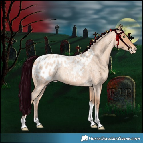 Horse Color:Silver Amber Champagne Roan Tobiano Appaloosa 