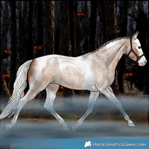 Horse Color:Silver Bay Roan Splash Tobiano Appaloosa 