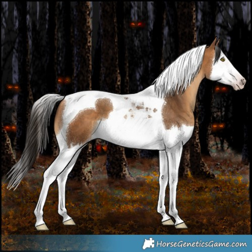 Horse Color:Gray Amber Champagne Splash Tobiano 