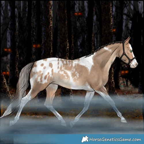 Horse Color:Amber Champagne Splash Tobiano Appaloosa Rabicano 