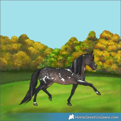 Horse Color:Platinum White Spotted Brown Rabicano 