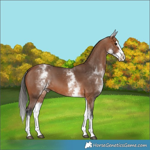 Horse Color:White Spotted Bay Splash 
