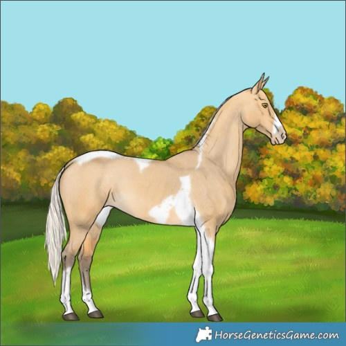 Horse Color:Silver Buckskin Dun Tobiano Frame Varnish Rabicano