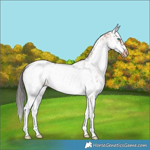 Horse Color:White Spotted Bay Splash Frame Appaloosa 