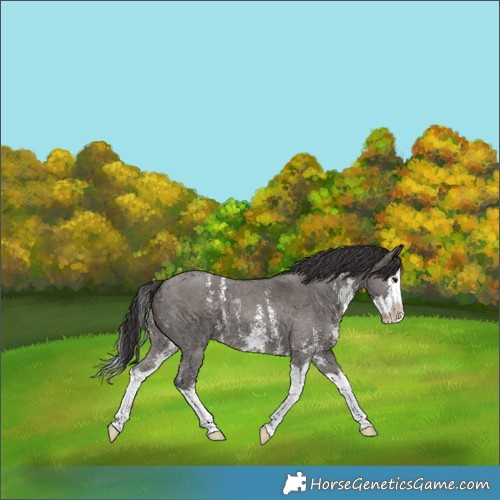 Horse Color:Smoky Grullo Sabino Splash 