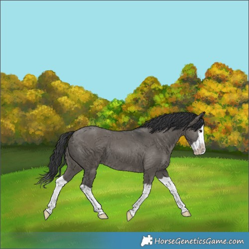 Horse Color:Grullo Splash 