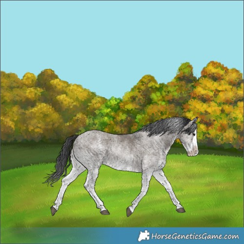 Horse Color:White Spotted Grullo Splash Rabicano 