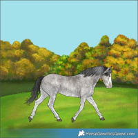 Horse Color:White Spotted Grullo Splash Rabicano