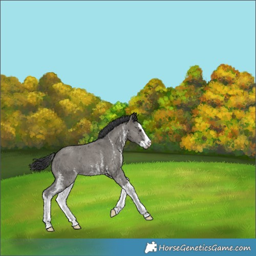 Horse Color:Grullo Sabino Splash 