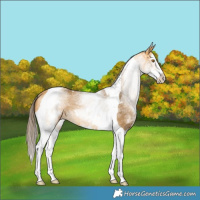 Horse Color:White Spotted Buckskin Splash Tobiano Varnish Rabicano 