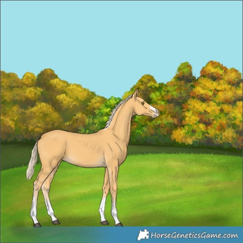 Horse Color:Palomino