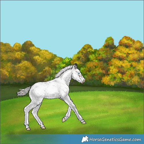 Horse Color:White Spotted Silver Black Splash Frame Skewed Appaloosa 