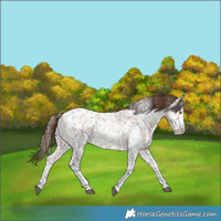 Horse Color:Bay Roan Dun Splash Near Leopard