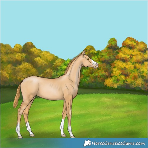 Horse Color:Chestnut Pearl 