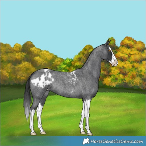 Horse Color:Blue Roan Splash Skewed Appaloosa 