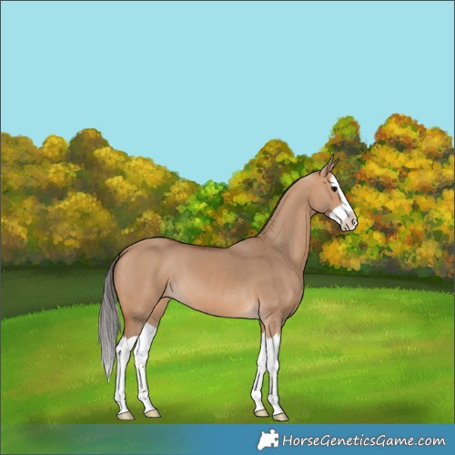 Horse Color:Bay Dun Splash 