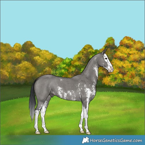 Horse Color:Grullo Sabino Splash 
