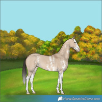 Horse Color:Bay Dun Sabino Splash 