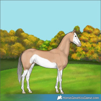 Horse Color:Bay Dun Splash Frame