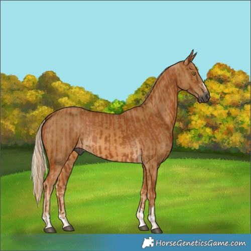 Horse Color:Gray Chestnut  and Gray Palomino 