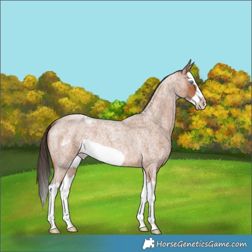 Horse Color:Bay Roan Splash Frame Skewed Appaloosa 