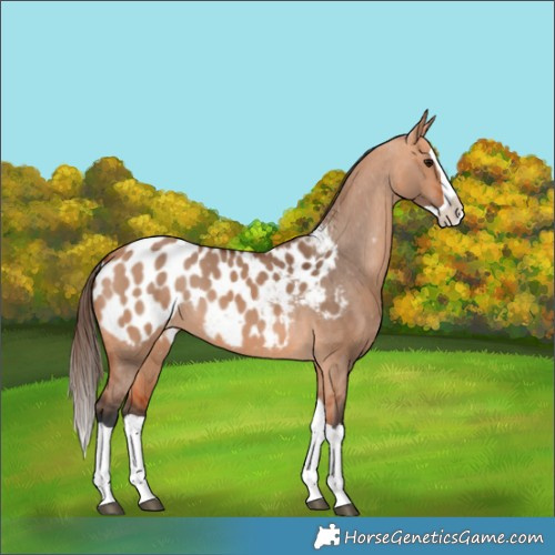 Horse Color:Bay Dun Splash Near Leopard