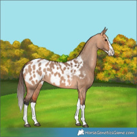 Horse Color:Bay Dun Splash Near Leopard 