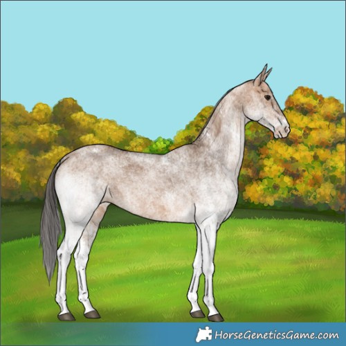 Horse Color:White Spotted Bay Dun Rabicano