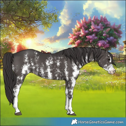Horse Color:Smoky Black Sabino 