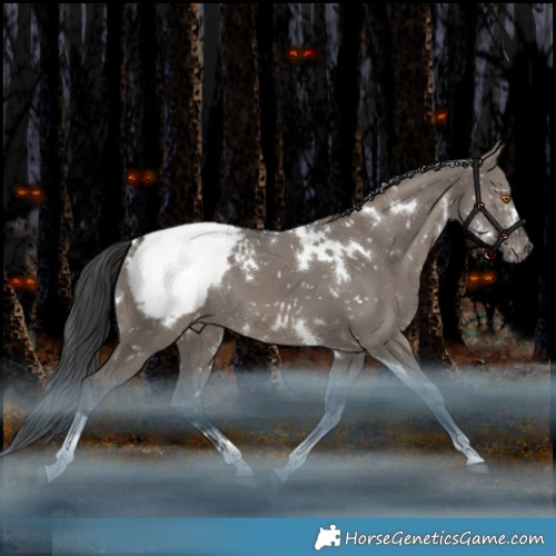 Horse Color:White Spotted Grullo Tobiano Appaloosa Rabicano 