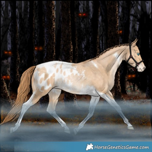 Horse Color:Bay Snowdrop Tobiano Appaloosa Rabicano