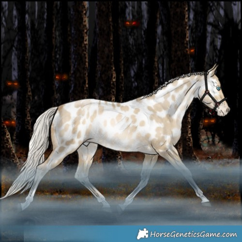Horse Color:Silver Grullo Snowdrop Tobiano Appaloosa Rabicano
