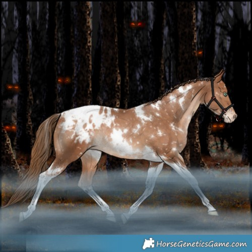 Horse Color:White Spotted Bay Pearl Tobiano Appaloosa Rabicano 