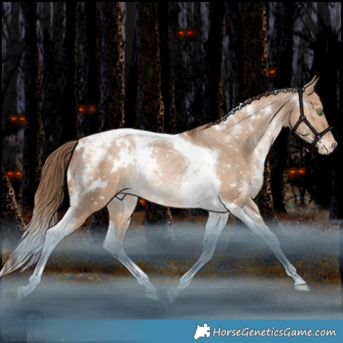 Horse Color:White Spotted Brown Pearl Dun Tobiano Appaloosa Rabicano 