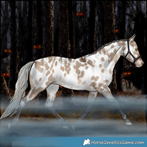 Horse Color:White Spotted Silver Bay Dun Appaloosa Rabicano