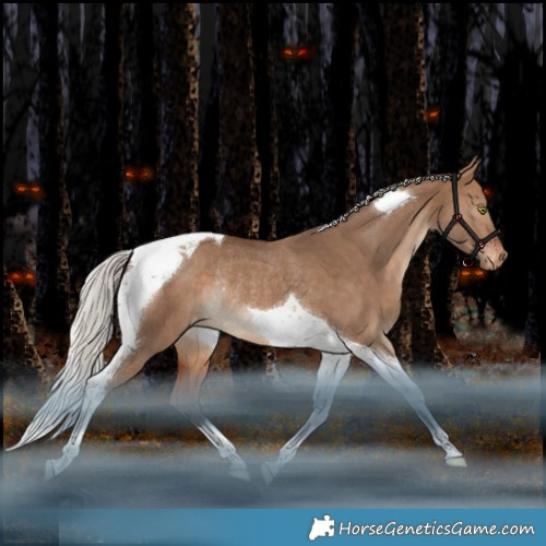 Horse Color:Silver Bay Dun Tobiano Appaloosa Rabicano 