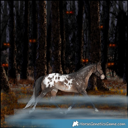 Horse Color:Bay Tobiano Appaloosa Rabicano 