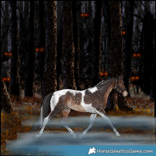 Horse Color:Brown Tobiano Appaloosa Rabicano 