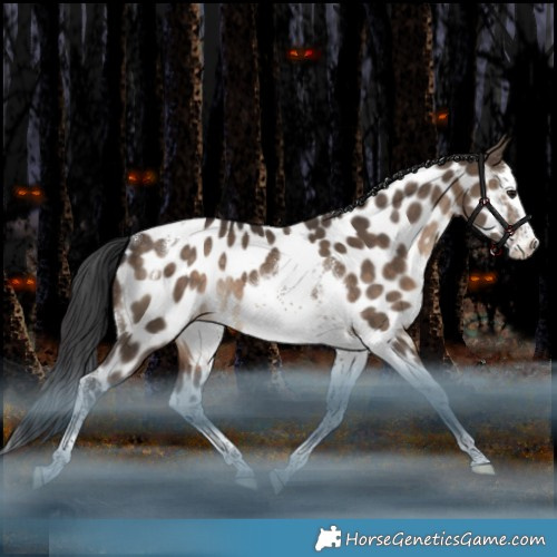Horse Color:Brown Dun Splash Tobiano Appaloosa Rabicano 