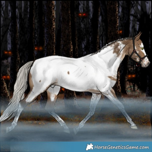 Horse Color:Gray Silver Bay Dun Splash Tobiano Appaloosa Rabicano 