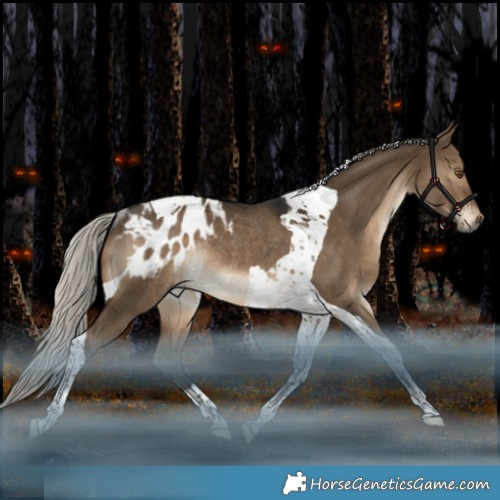 Horse Color:Gray Silver Brown Dun Tobiano Appaloosa Rabicano 
