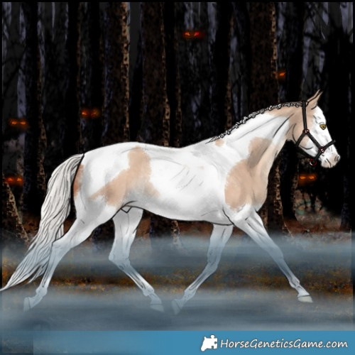 Horse Color:Silver Sable Champagne Dun Splash Tobiano Appaloosa Rabicano 