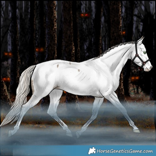 Horse Color:White Spotted Silver Grullo Splash Tobiano Appaloosa Rabicano 
