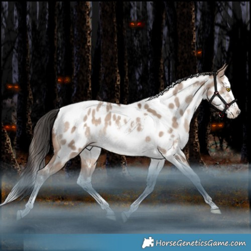 Horse Color:White Spotted Sable Champagne Dun Splash Tobiano Appaloosa Rabicano 