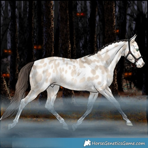 Horse Color:Amber Champagne Dun Splash Tobiano Appaloosa Rabicano 