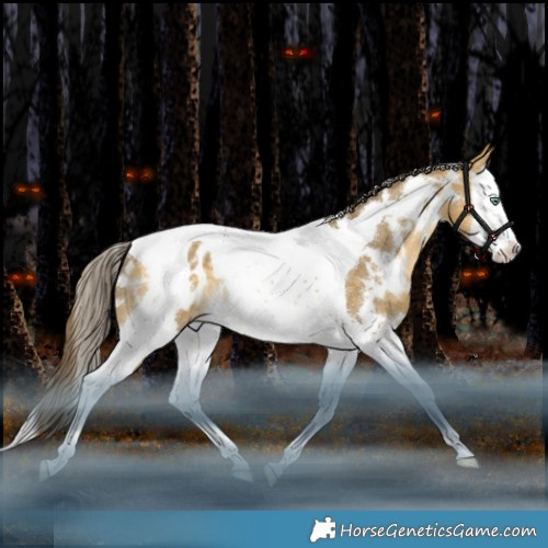 Horse Color:White Spotted Amber Cream Champagne Splash Tobiano Appaloosa Rabicano