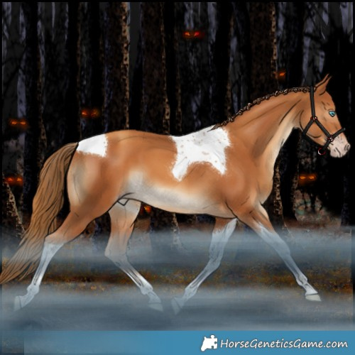 Horse Color:Gray Gold Champagne Tobiano Appaloosa 