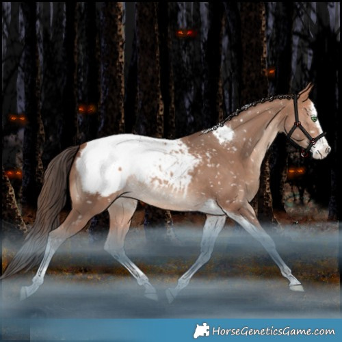 Horse Color:Amber Champagne Splash Tobiano Appaloosa Rabicano 