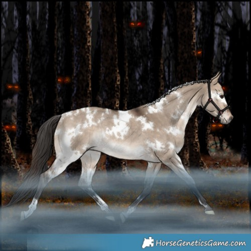 Horse Color:White Spotted Bay Dun Rabicano 